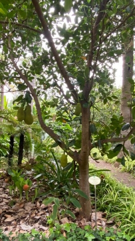 JardinBotanico_JT_7