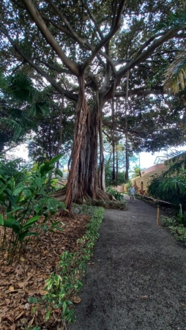JardinBotanico_TG_10