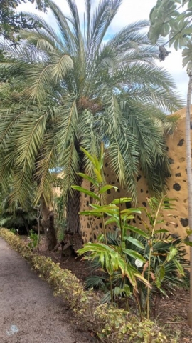 JardinBotanico_TG_11