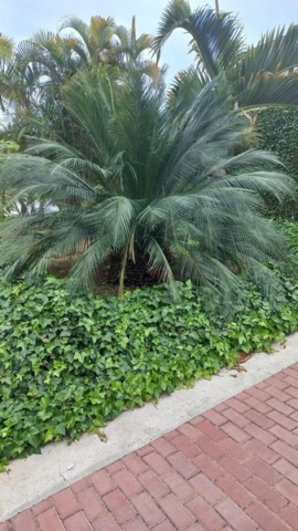 JardinBotanico_TG_13