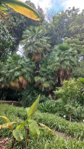 JardinBotanico_TG_17