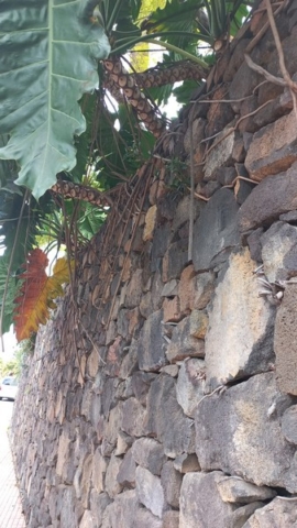 JardinBotanico_TG_18
