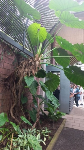 JardinBotanico_TG_19