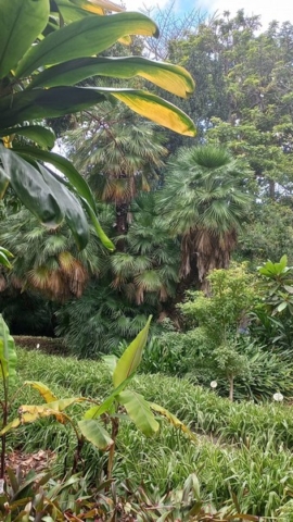 JardinBotanico_TG_20