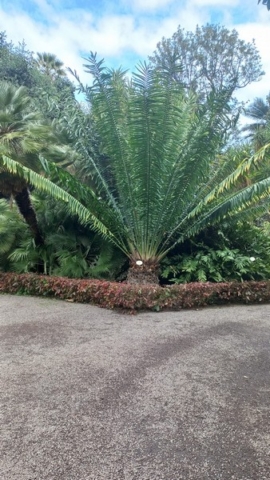 JardinBotanico_TG_24