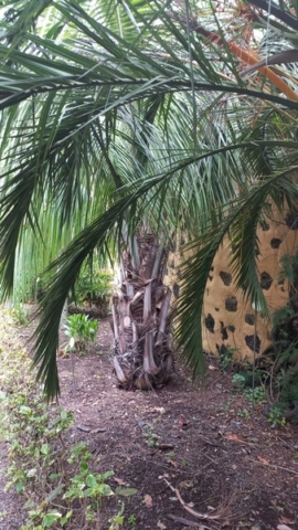 JardinBotanico_TG_26