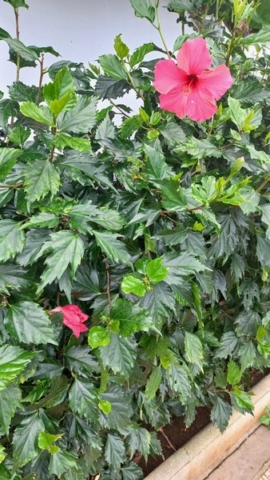 JardinBotanico_TG_3