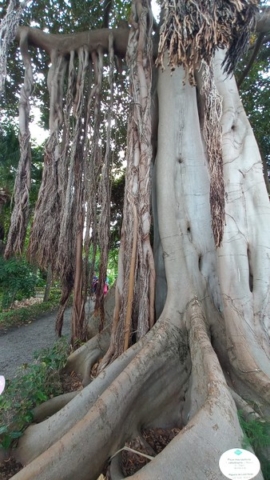 JardinBotanico_TG_31