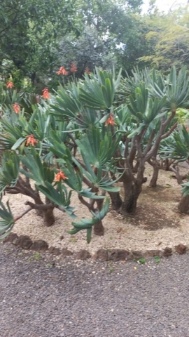 JardinBotanico_TG_34