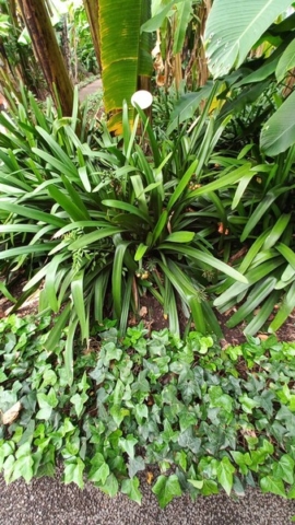 JardinBotanico_TG_35