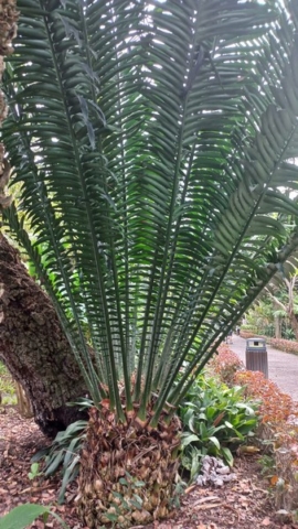 JardinBotanico_TG_36