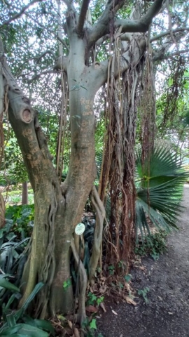 JardinBotanico_TG_37