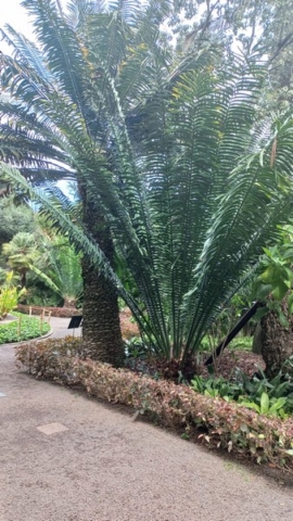 JardinBotanico_TG_40