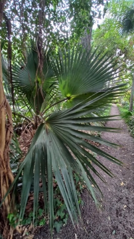 JardinBotanico_TG_44