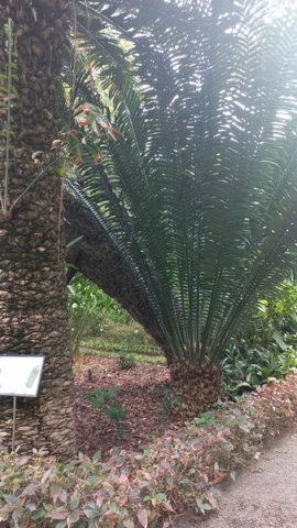 JardinBotanico_TG_46