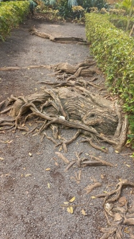 JardinBotanico_TG_48