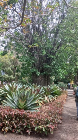 JardinBotanico_TG_49