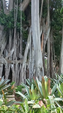 JardinBotanico_TG_50