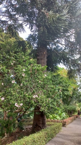 JardinBotanico_TG_51