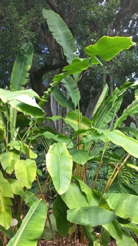 JardinBotanico_TG_52