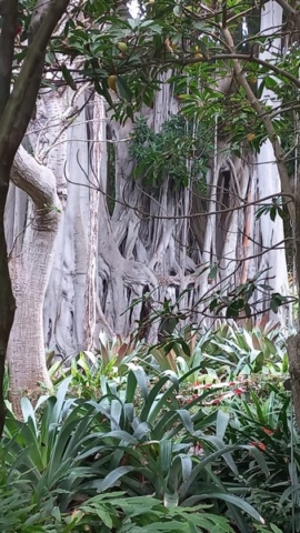 JardinBotanico_TG_56