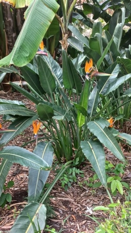 JardinBotanico_TG_57
