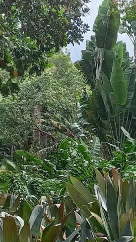 JardinBotanico_TG_59