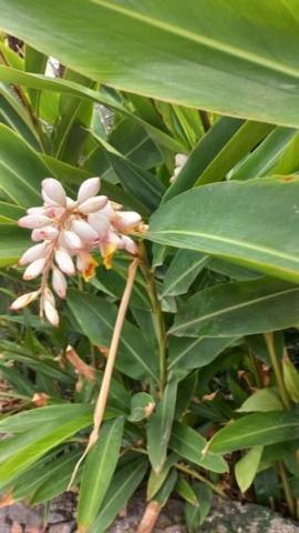 JardinBotanico_TG_6