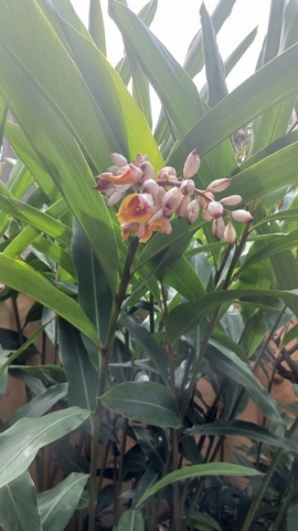 JardinBotanico_TG_60