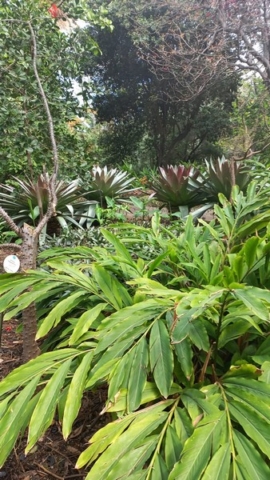 JardinBotanico_TG_64