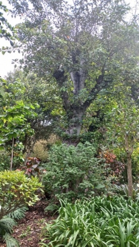 JardinBotanico_TG_66