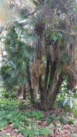 JardinBotanico_TG_69