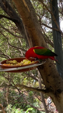 LoroParque_100