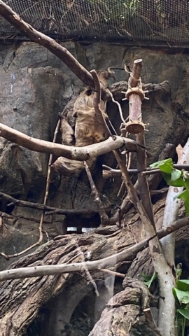 LoroParque_102