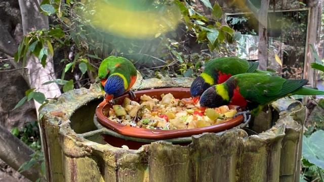 LoroParque_103