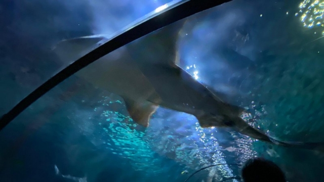 LoroParque_107