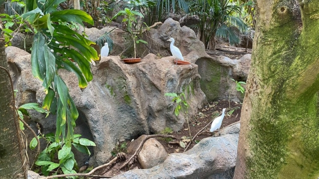 LoroParque_108