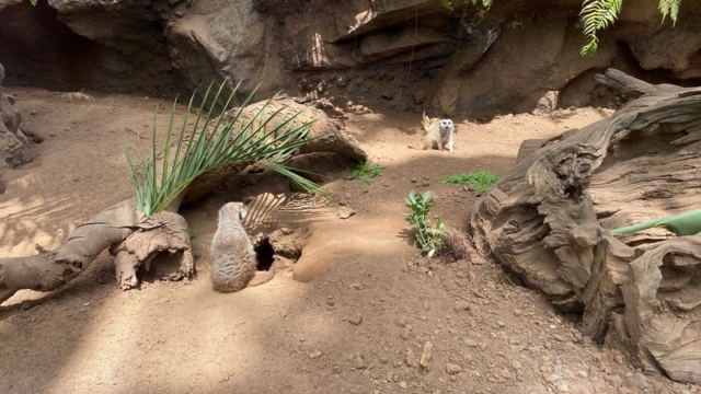 LoroParque_109