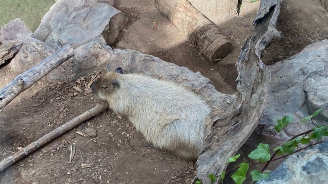 LoroParque_33