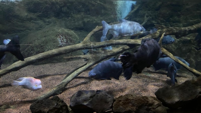 LoroParque_34