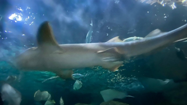 LoroParque_35