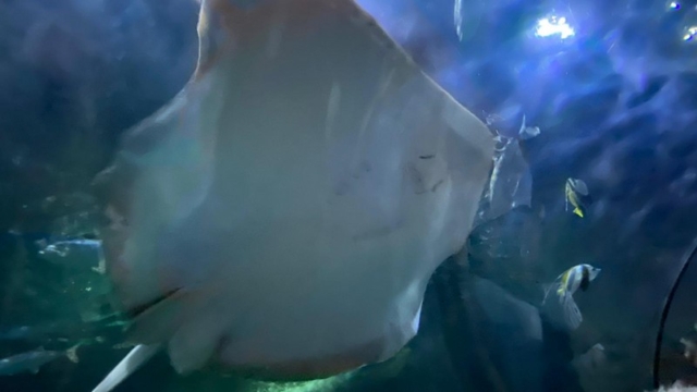 LoroParque_36