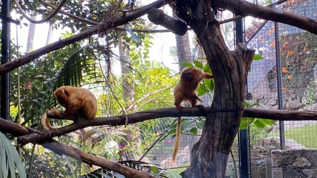 LoroParque_37