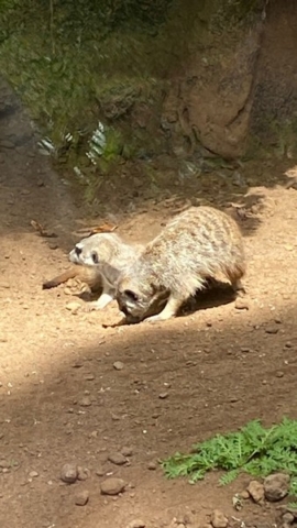 LoroParque_45