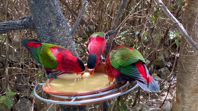 LoroParque_46
