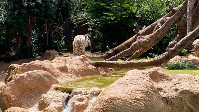 LoroParque_47