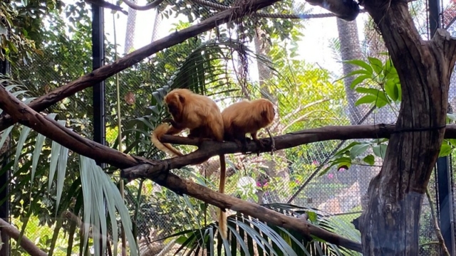 LoroParque_48