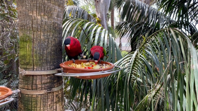LoroParque_53