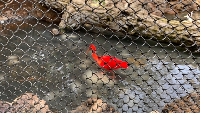 LoroParque_54