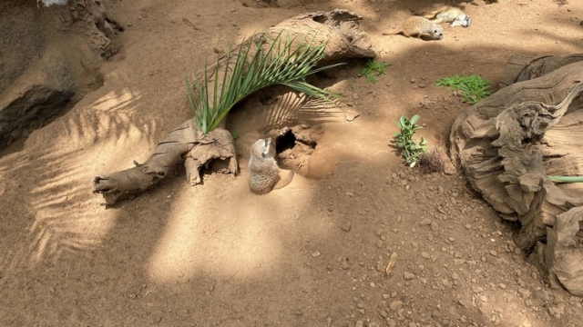 LoroParque_56
